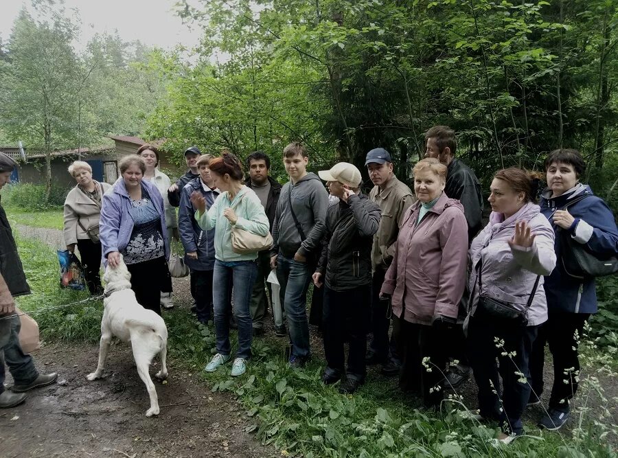 Счастье в дом екатеринбург приют для животных. Собачий приют кисловодск. Номер приюта для собак. Приют иваново. Собачий приют в балашихе.