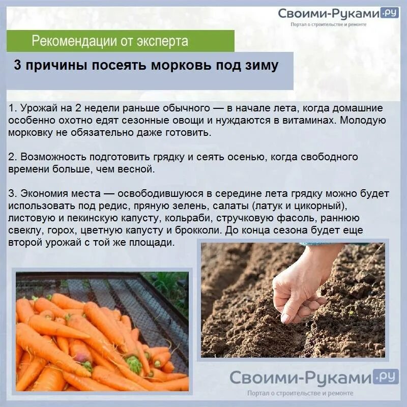 Можно ли перед посадкой моркови. Морковь в открытом грунте. Посев моркови. Посадить открытый грунт морковь. Как вырастить морковку в открытом грунте.