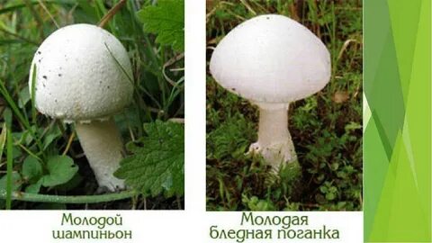 Бледная поганка и шампиньон