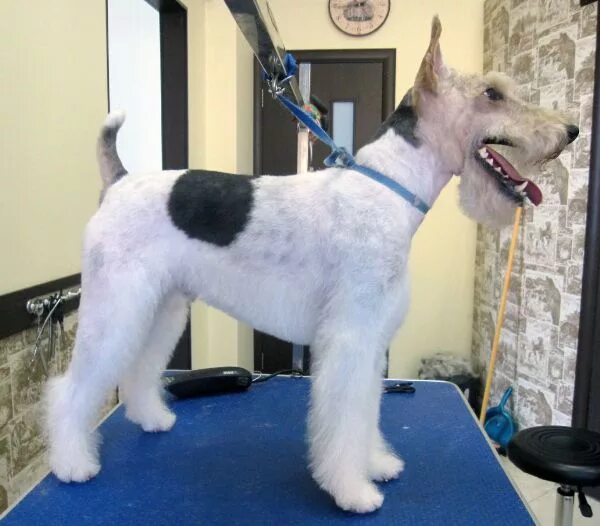 тримминг фокстерьера жесткошерстного. стрижка фокстерьера жесткошерстного. груминг фокстерьера жесткошерстного. тримминг фокстерьера. тримминг жесткошерстных расселов.