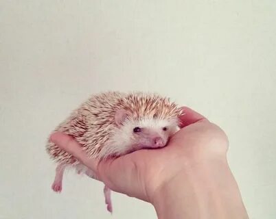 Включи маленький ежик