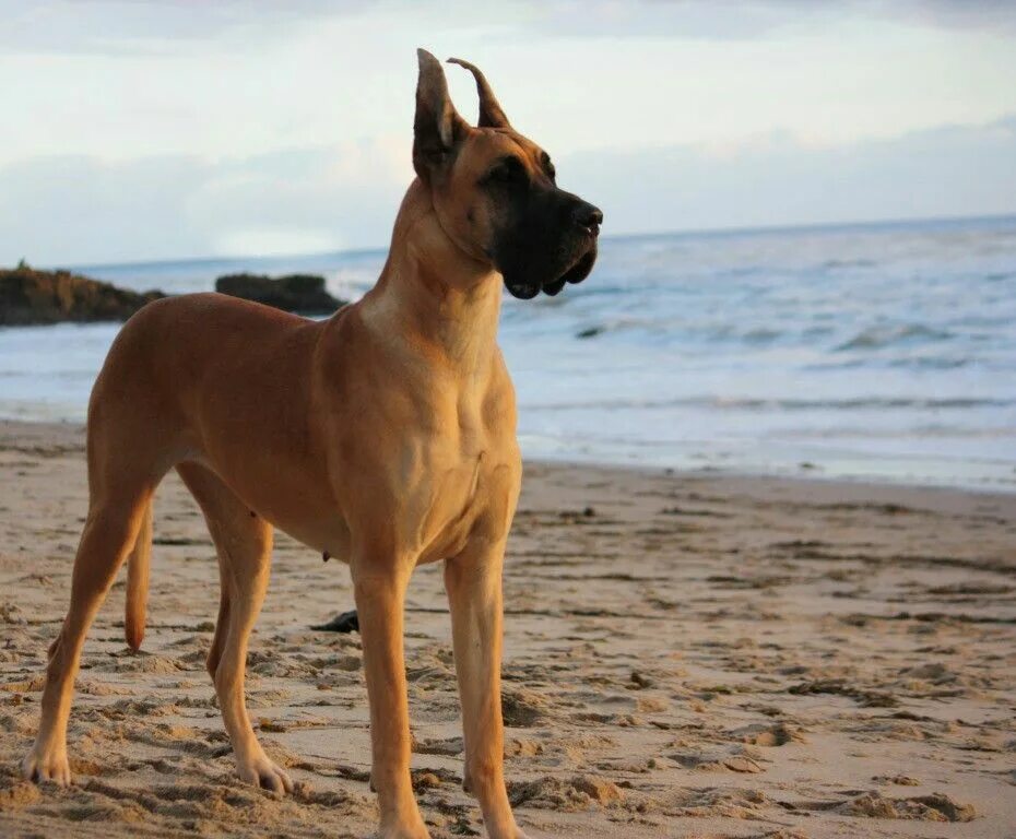 Дог фото. Ульмский дог. Дог Королевский палевый. Great Dane собака. Датский дог палевый.