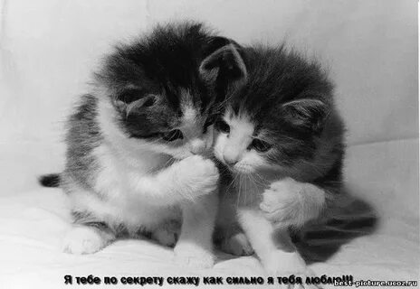 Котики я люблю котиков