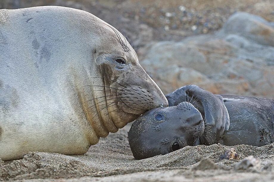 Южный морской слон самка. Южный морской слон детеныш. Морской слон Антарктиды. Elephant seal