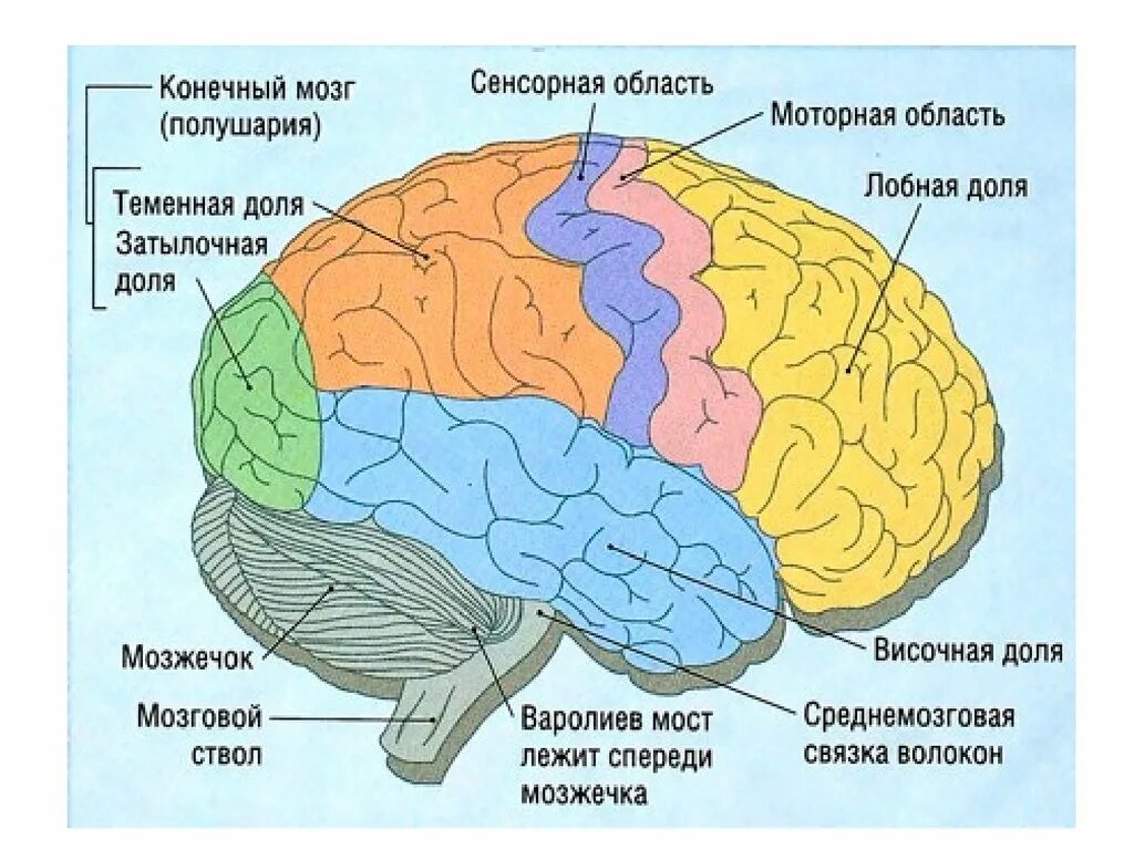 Типы коры полушарий. Конечный мозг анатомия строение. Внутреннее строение конечного мозга анатомия. Головной мозг строение конечный мозг. Строение больших полушарий конечного мозга.