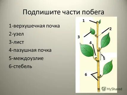 Верхушка побега сканворд 5 букв