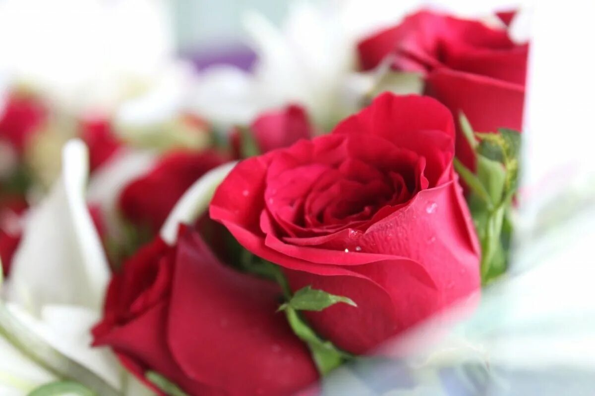 Цвет цветов для любимой женщины. Цветы для любимой женщины. Романтические цветы. Шикарные розы для любимой. Букет цветов для любимой женщины.