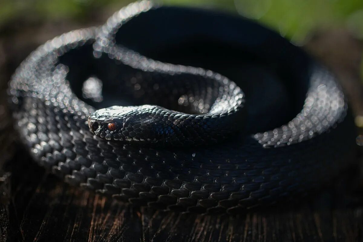 Название гадюки. Гадюка Никольского. Гадюка Никольского (Vipera nikolskii). Змея гадюка Никольского. Гадюка Никольского ядовитая.