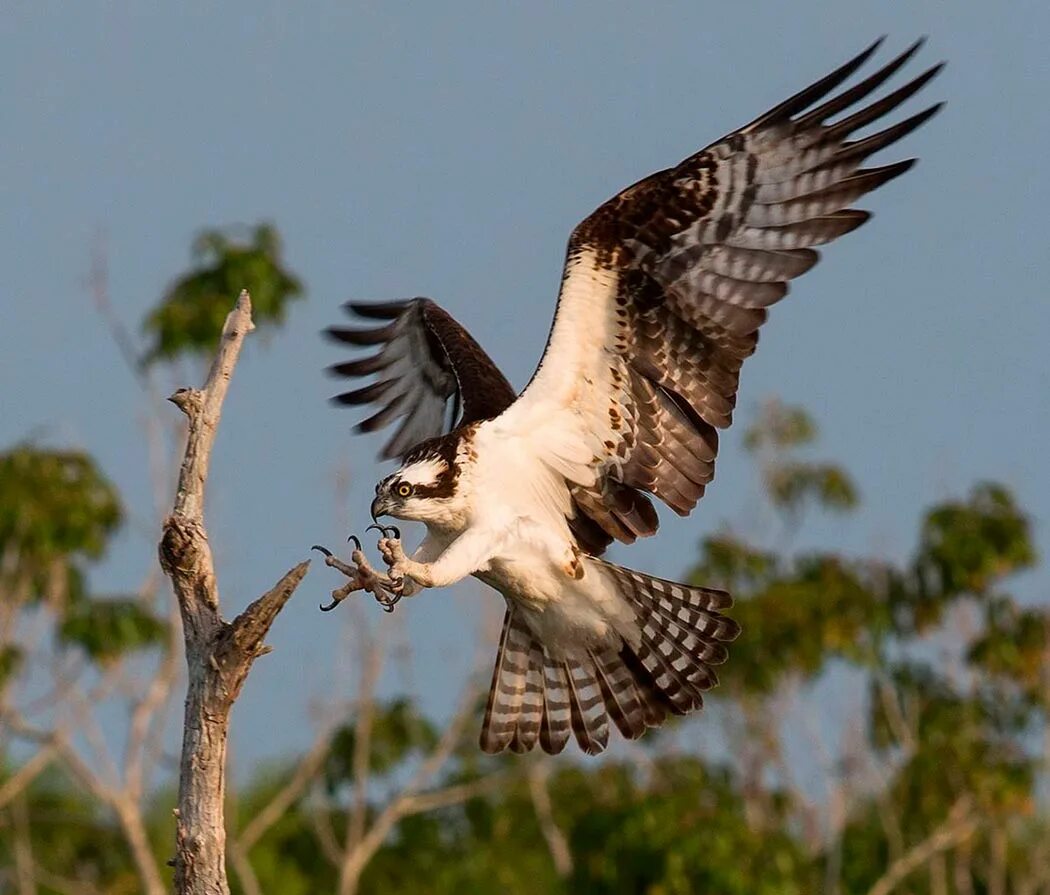 Скопа красная книга. Скопа (Pandion haliaetus). Скопа (Pandion haliaetus l.). Птица рыболов Скопа. Хищная птица рыболов Скопа.