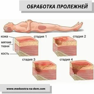 Мягкие ткани организма человека