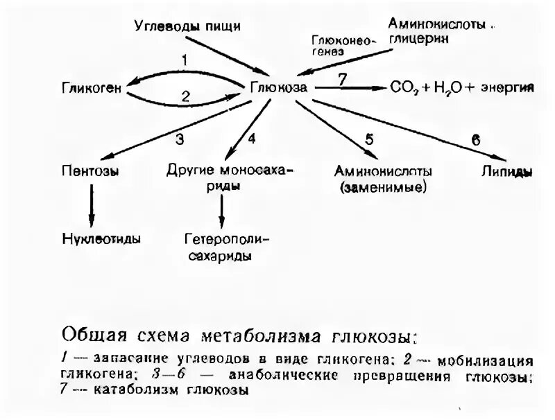 Кремний схемы метаболических процессов. Каскадный механизм углеводного обмена. Улица хариды схема.