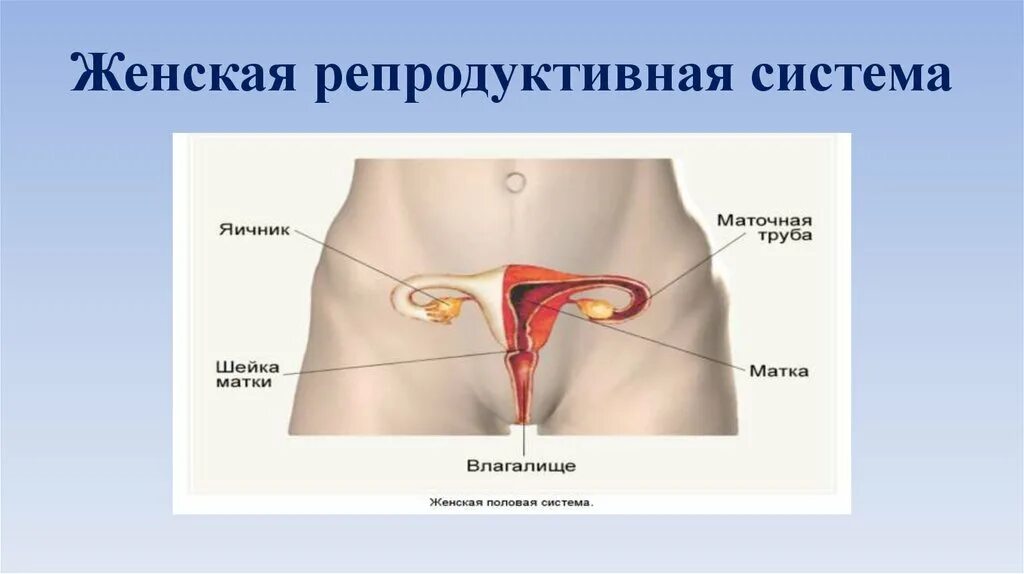 Биология женские органы