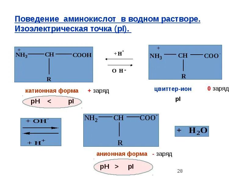 Водный раствор аминокислоты. Физико-химические свойства амфотерные аминокислоты. Аланин в сильнощелочной среде. Свойства белков амфотерность. Ph растворов аминокислот.