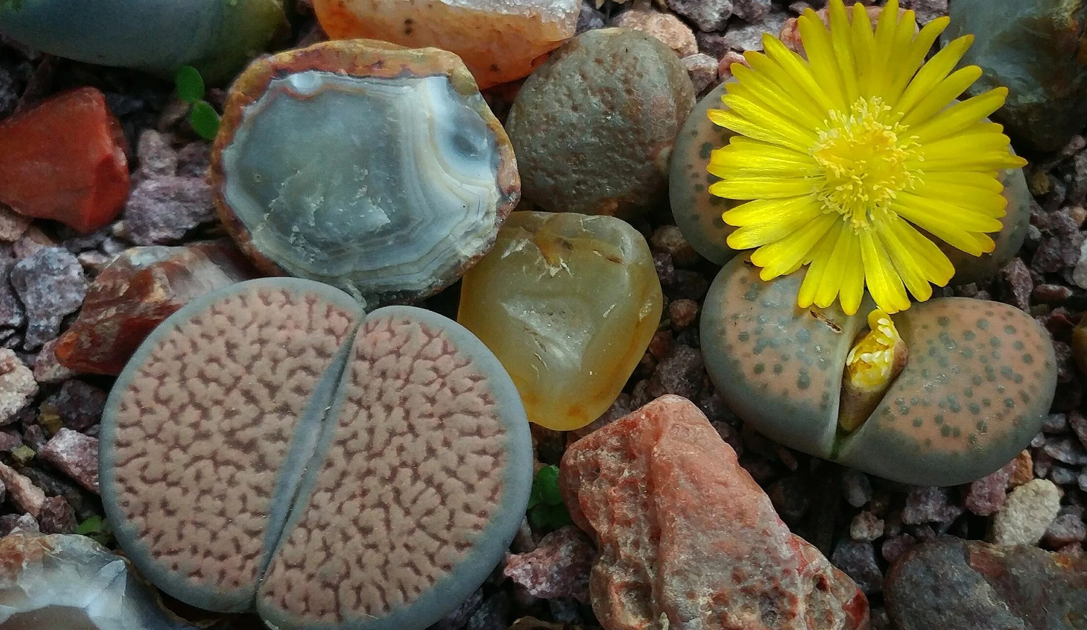 Литопсы. Живые камни. Живой камень растение. Цветы на камнях.
