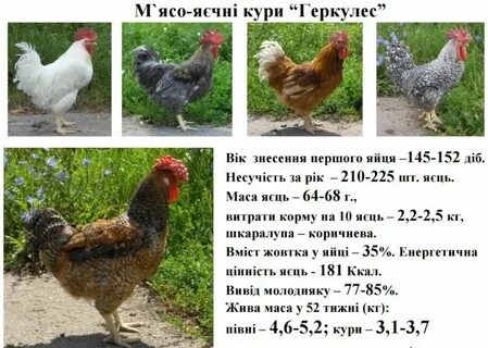Имя кури