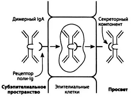 Секреторный иммуноглобулин а в кале