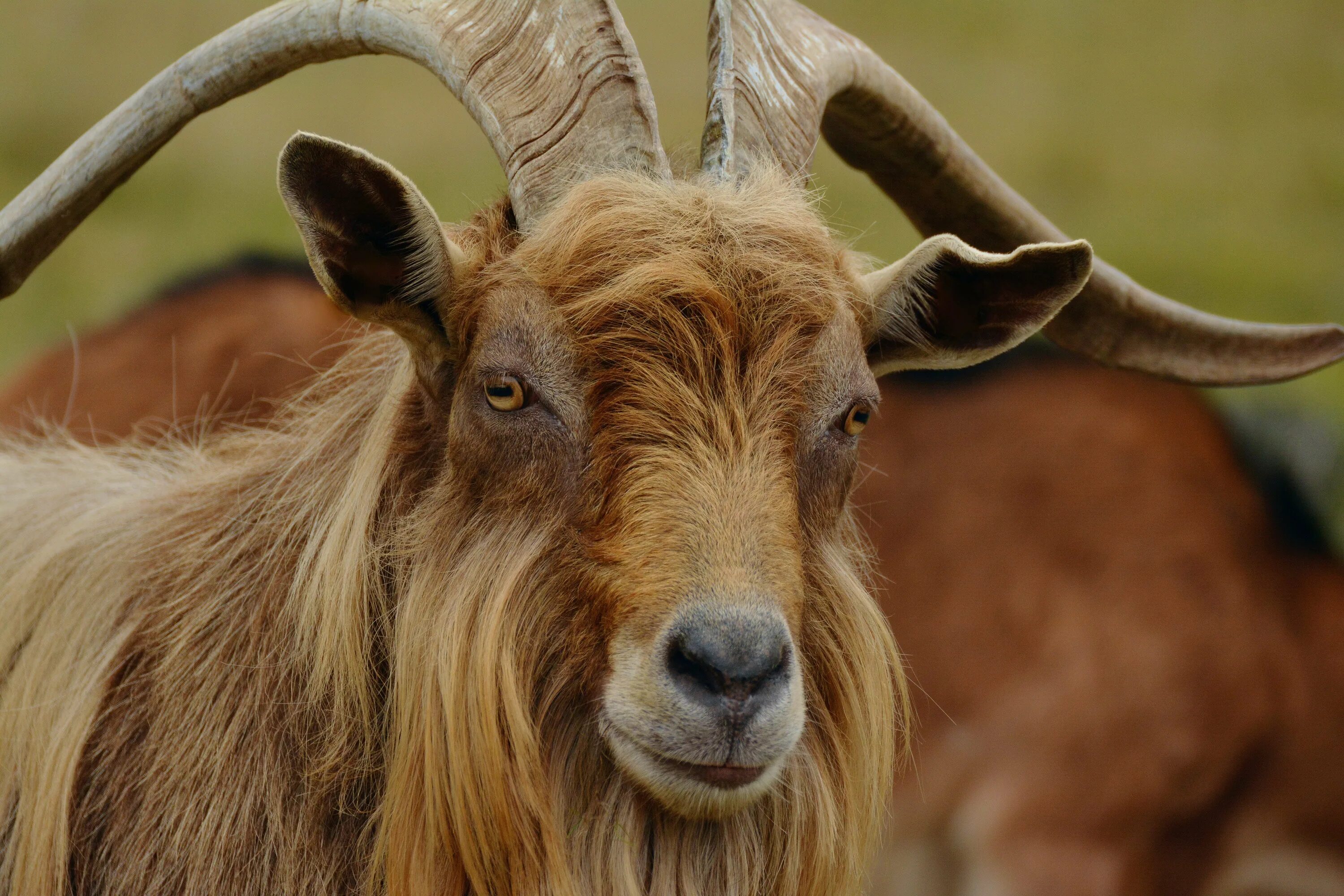 Муфлон Винторогий. Винторогий горный баран Архар. Бородатая коза. Нубийский козел с рогами.