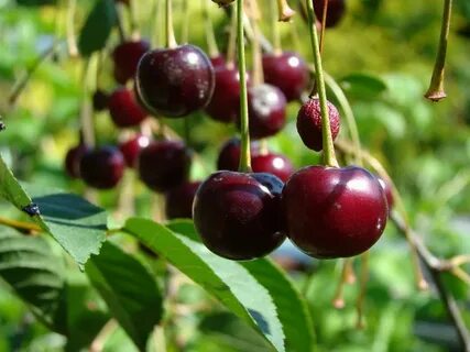 Сорт вишни харитоновская опылители