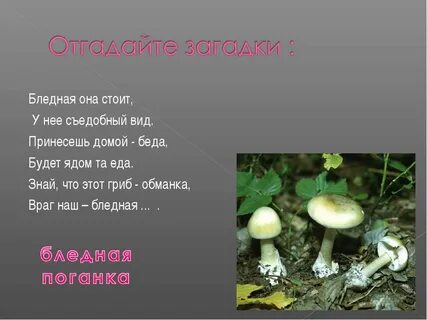 Поганка загадка