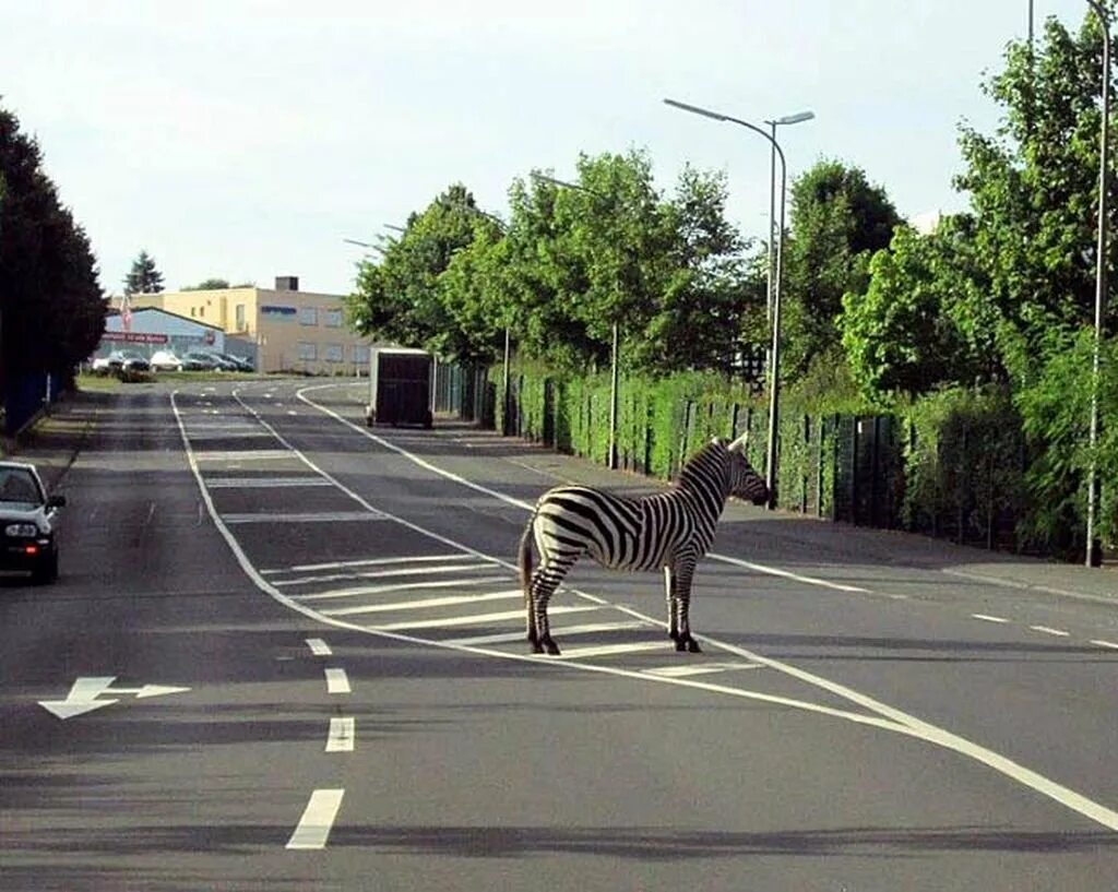 Зебра переходя дорогу. Зебра. Зебра на дороге. Зебра пешеходный переход. Животные переходят дорогу.