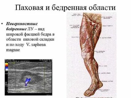 Поверхностная бедренная