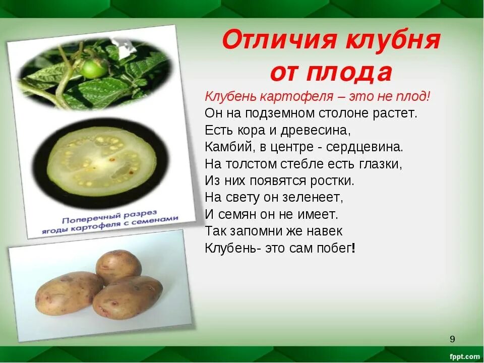 Что потребляют в пищу у картофеля. Плод картофеля. Клубень картофеля это плод. Картофель плод ягода или клубень. Плод картофеля в разрезе.