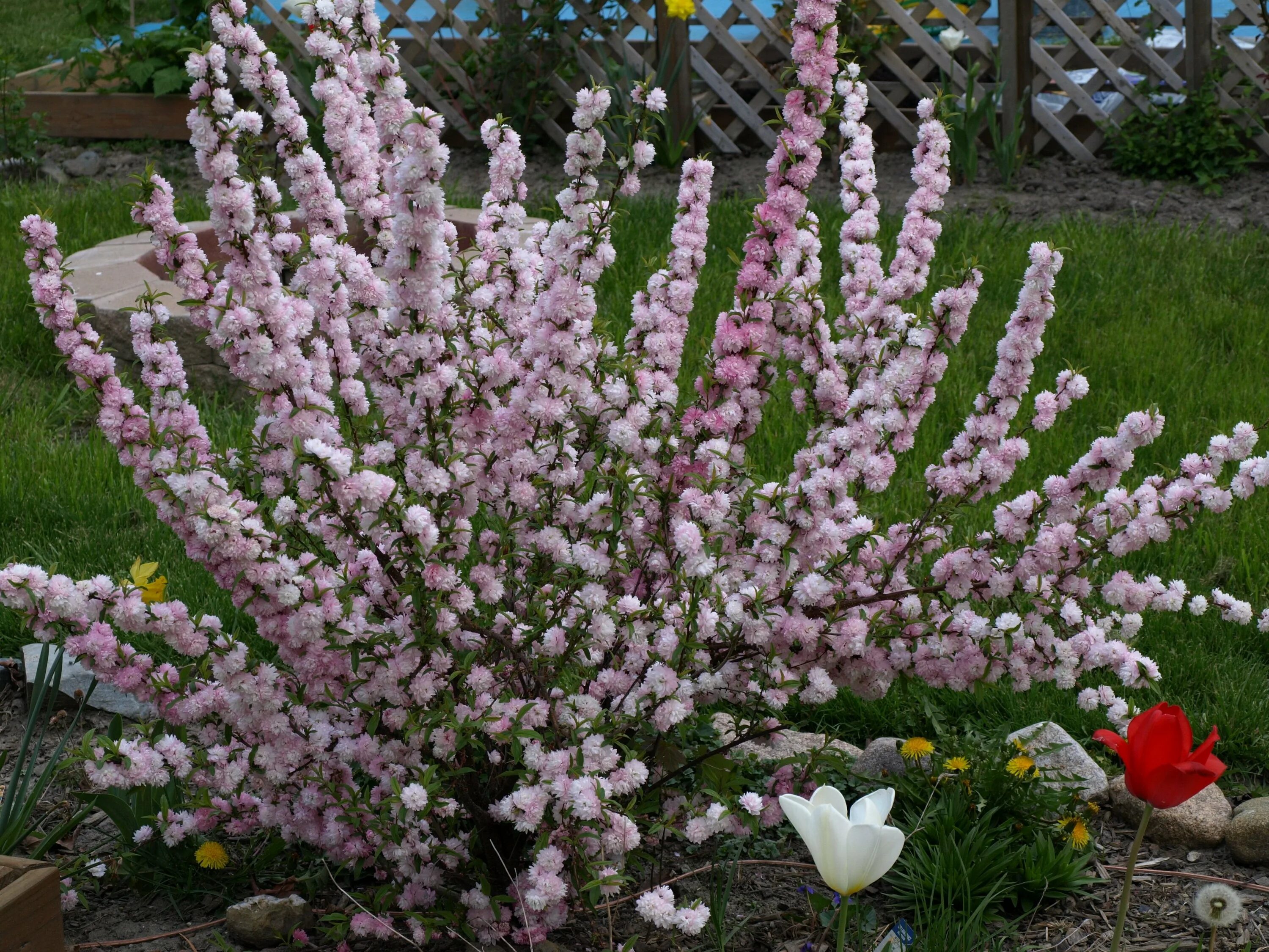 Миндаль Степной бобовник. Миндаль бобовник куст. Миндаль Степной (Prunus tenella). Миндаль Ледебура кустарник.