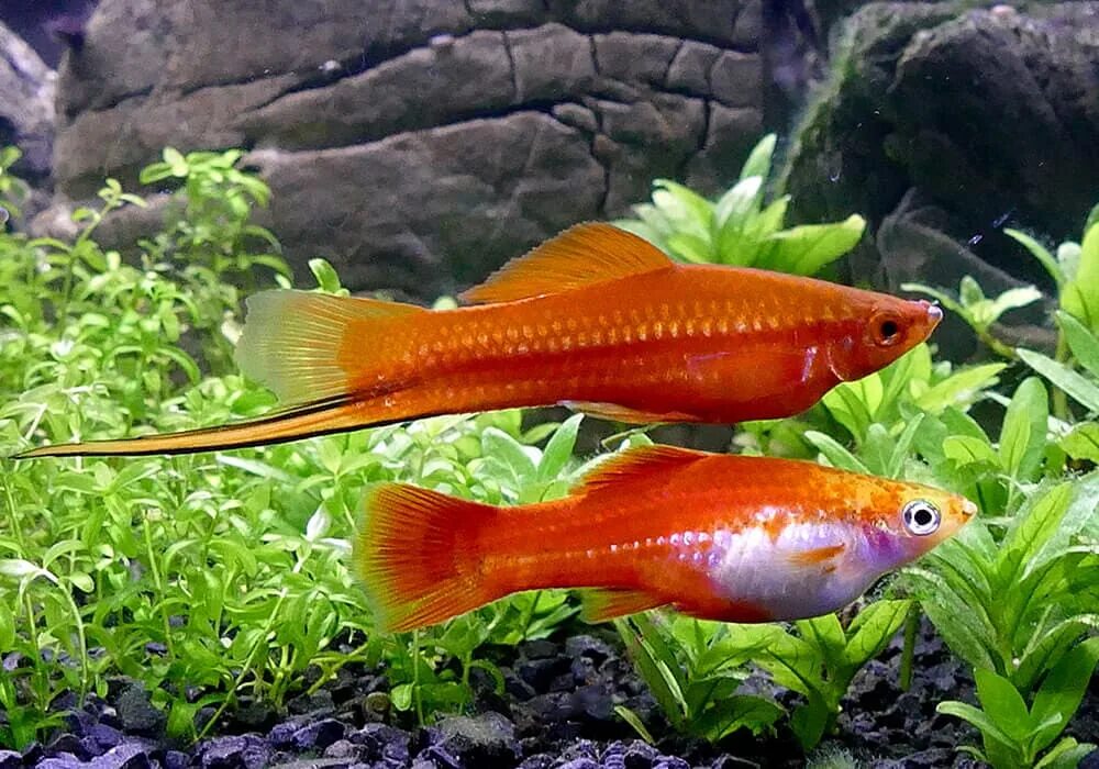 Меченосец кубинский красный (Xiphophorus helleri) купить по выгодной цене в инте