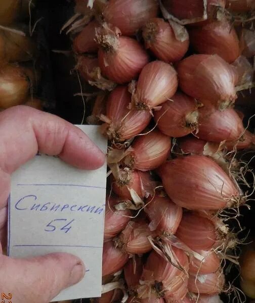 Лук шалот березовский аристократ. Шалот аристократ. Лук севок шалот. Лук семейный шалот красный. Шалот старообрядческий.