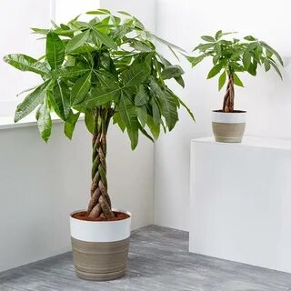 Money tree plant
