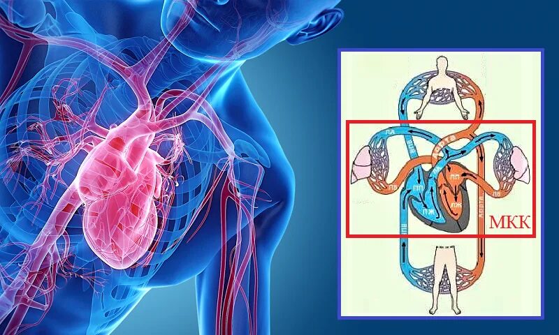 Сердечно сосудистая система круги кровообращения. Малый круг кровообращения. БКК кровообращения. Гипертензия малого круга кровообращения.