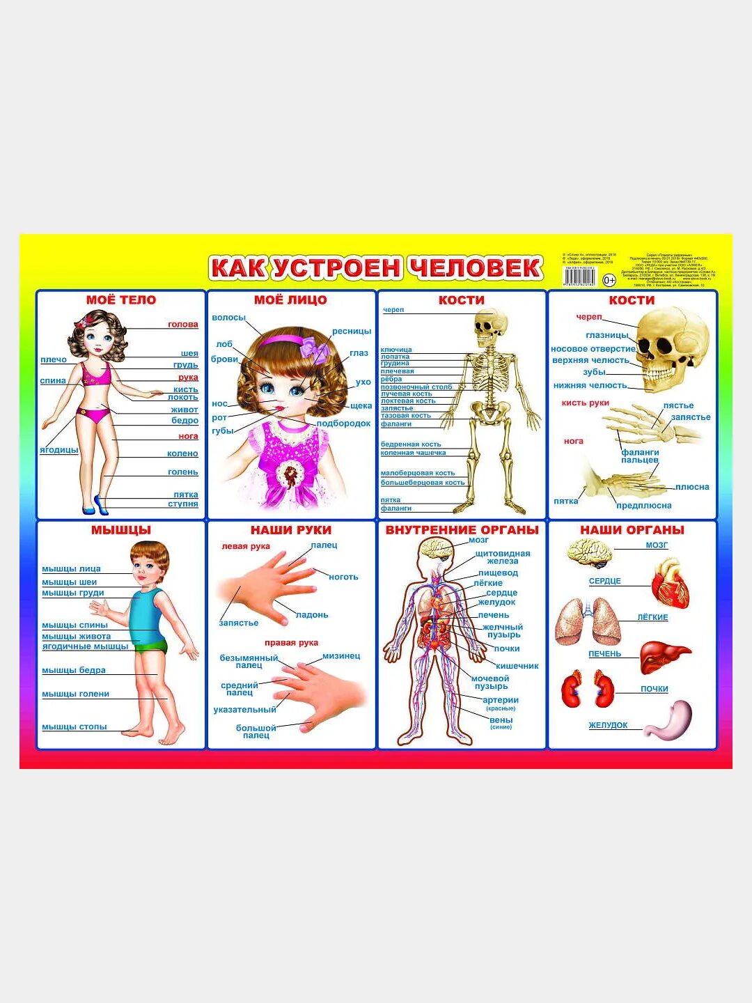 Почему как устроен человек. Энциклопедия для детей как устроен человек. Почему как устроен человек. Почему как устроен человек. Почему как устроен человек.