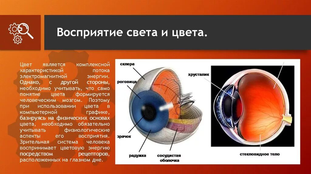 Восприятие света и цвета. Восприятие света глазом. Оболочка глаза воспринимающая свет. Механизм восприятия цвета. Восприятие глаза человека