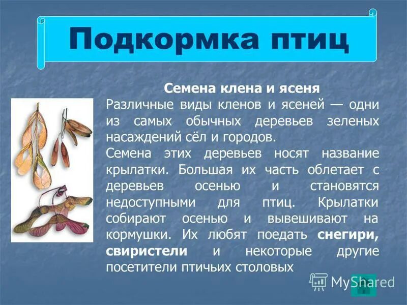 Как называются семена клена. Клен плоды и семена. Плоды клена как называются. У клена семена называются. Как можно называть семена