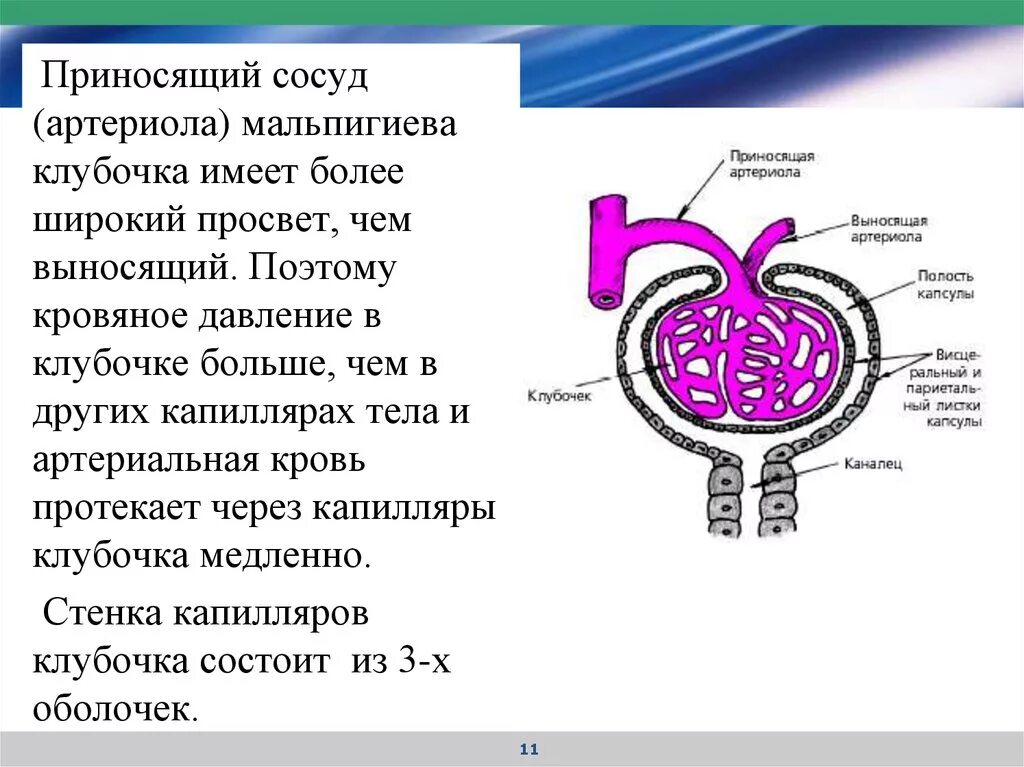 Выносящая артериола почки. Приносящая и выносящая артерии. Приносящий сосуд. Давление крови капиллярных клубочков.