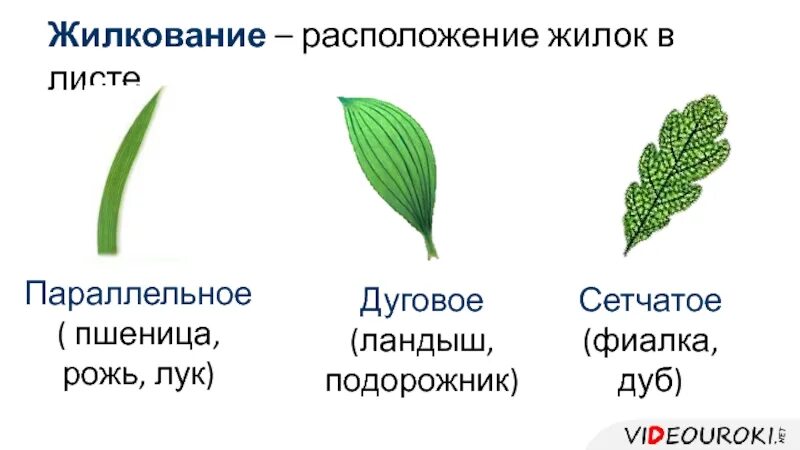 Сетчатое жилкование характерно для двудольных. Жилкование листа 6 класс биология. Жилкование листьев папоротника. Параллельное жилкование листьев.