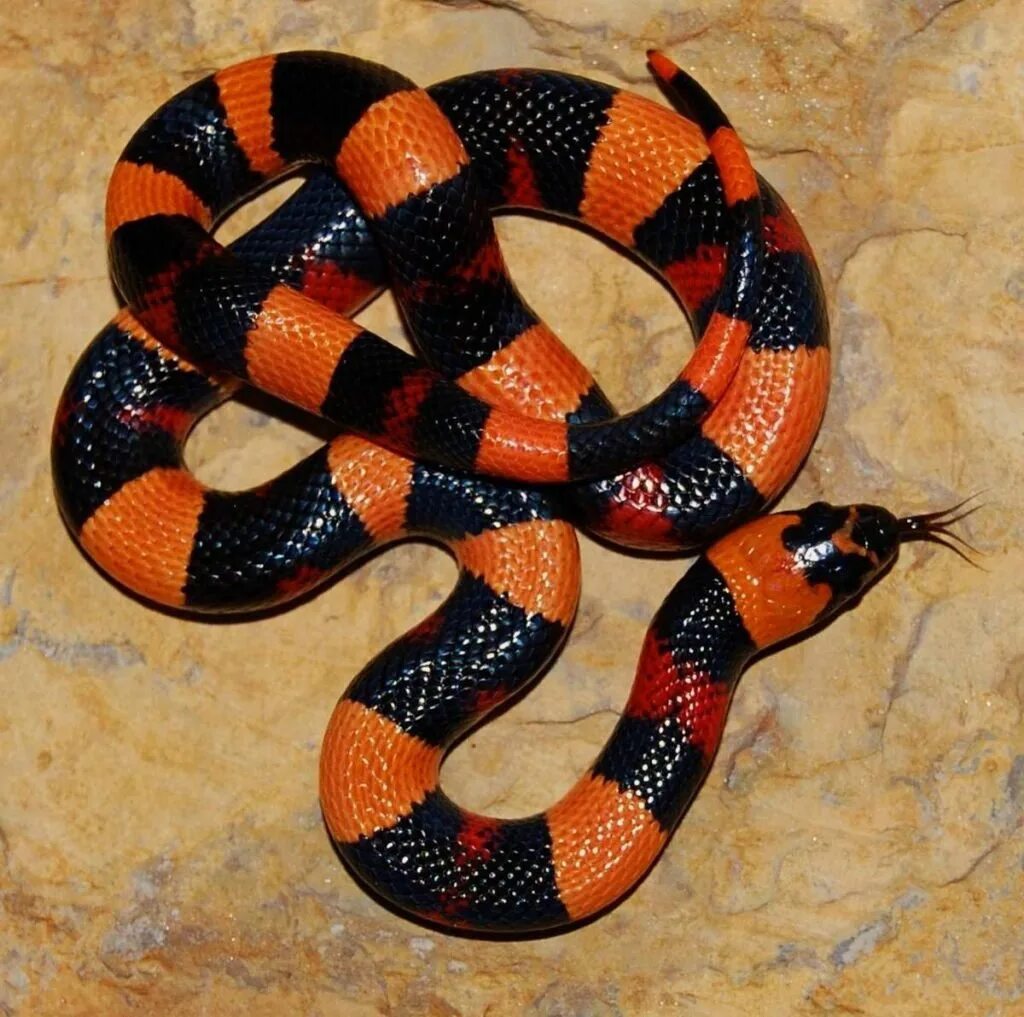 Черно красно белые змеи. Синалойская Королевская змея. Калифорнийская Королевская змея. Поперечнополосатая Королевская змея. Королевская синалойская молочная змея.