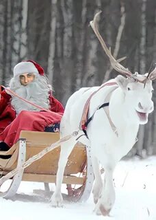 Сколько оленей у деда мороза
