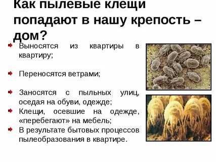 Пылевые клещи погибают при температуре