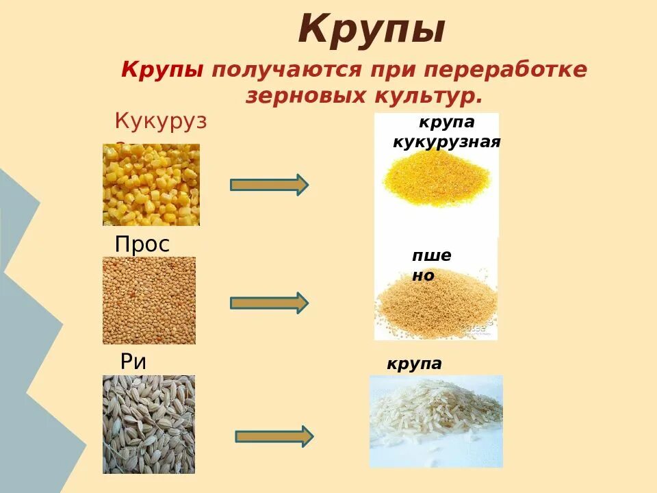 Рис относится к группе. Рисовая крупа злаковая культура. Технология производства кулинарных изделий из круп бобовых культур. Крупы и зерновые культуры таблица. Крупа кукурузная вид злаковой культуры.