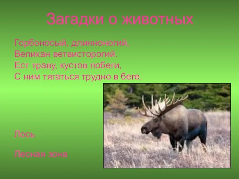 В какой природной зоне живет лось. Горбоносый Длинноногий великан ветвисторогий ест траву. Загадки про природные зоны России. Лось ест траву. Лось великан.