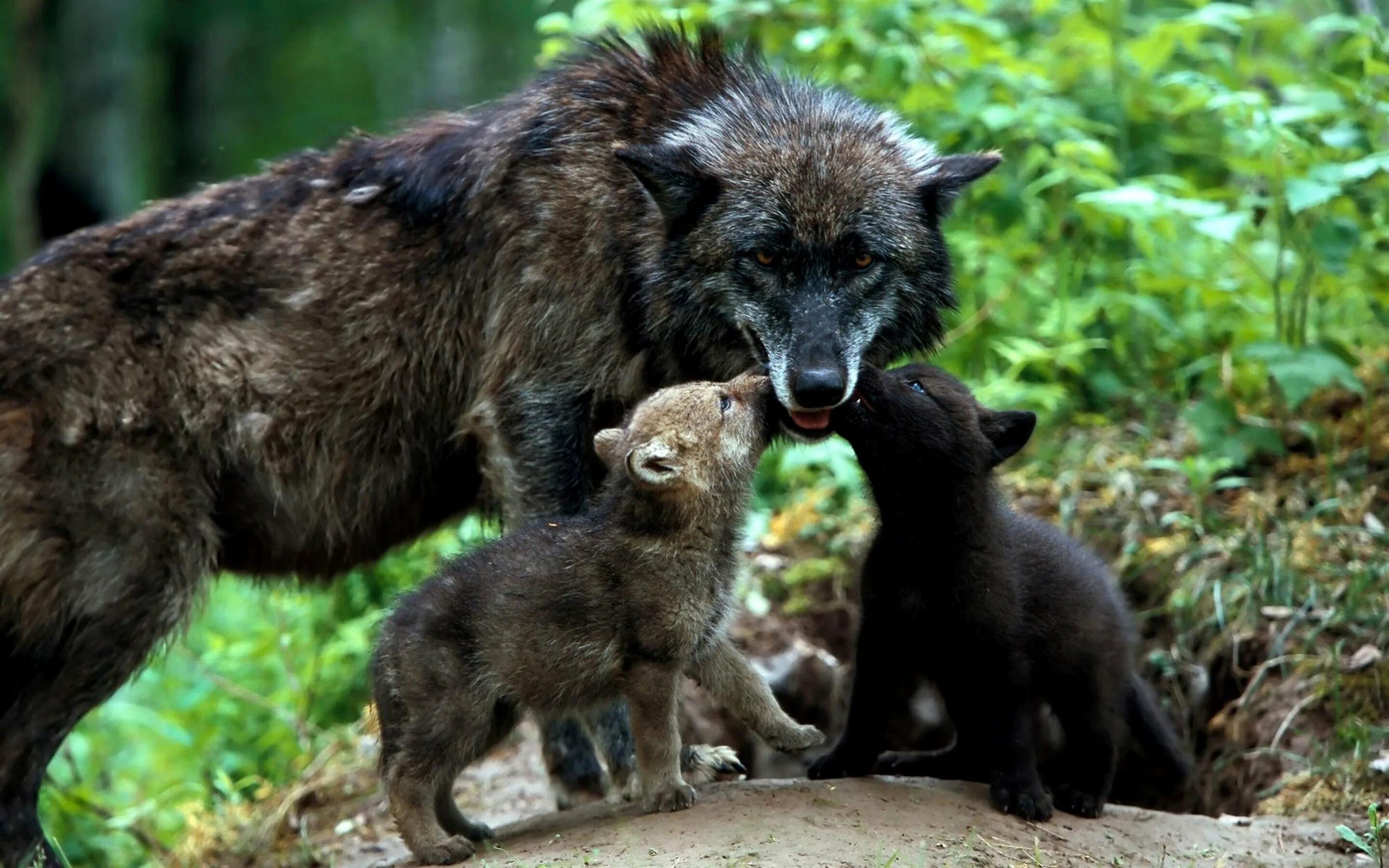 3 диких животных. 3 диких животных