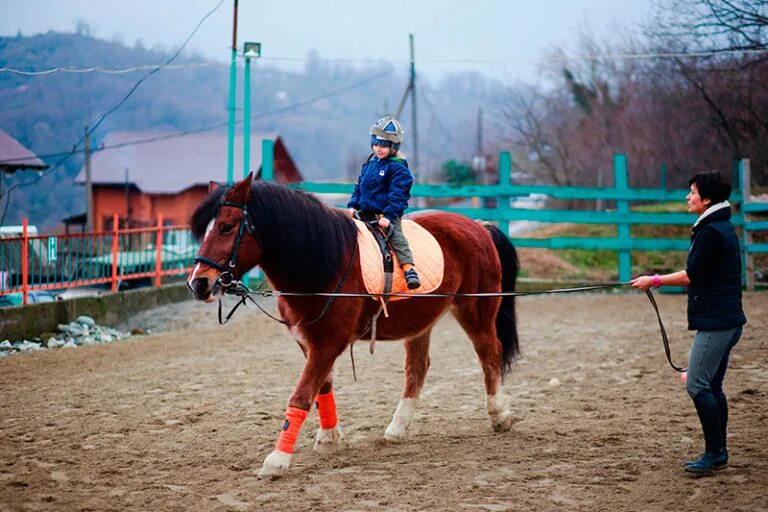 Обучение лошадей верховой езде