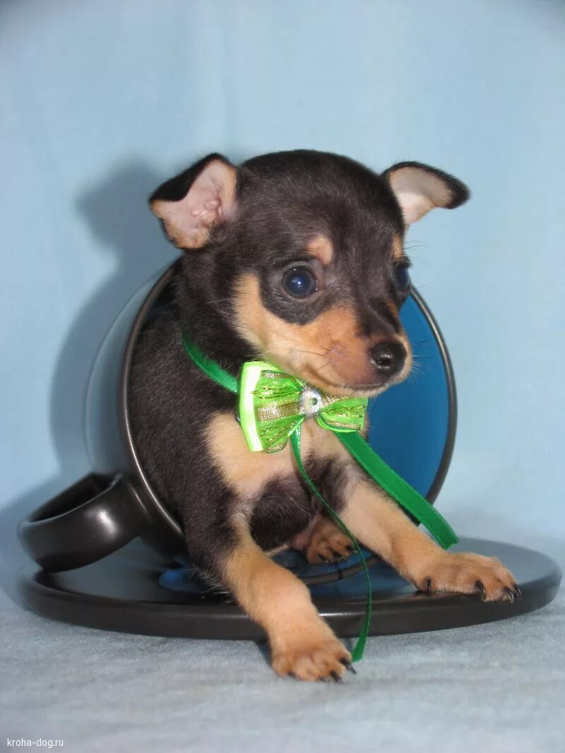 щенки той терьера воронеж. той терьер с голубыми глазами. тойтерьеры с голубыми глазами. той терьер бежевый олененок. щенки той терьер в воронеже.