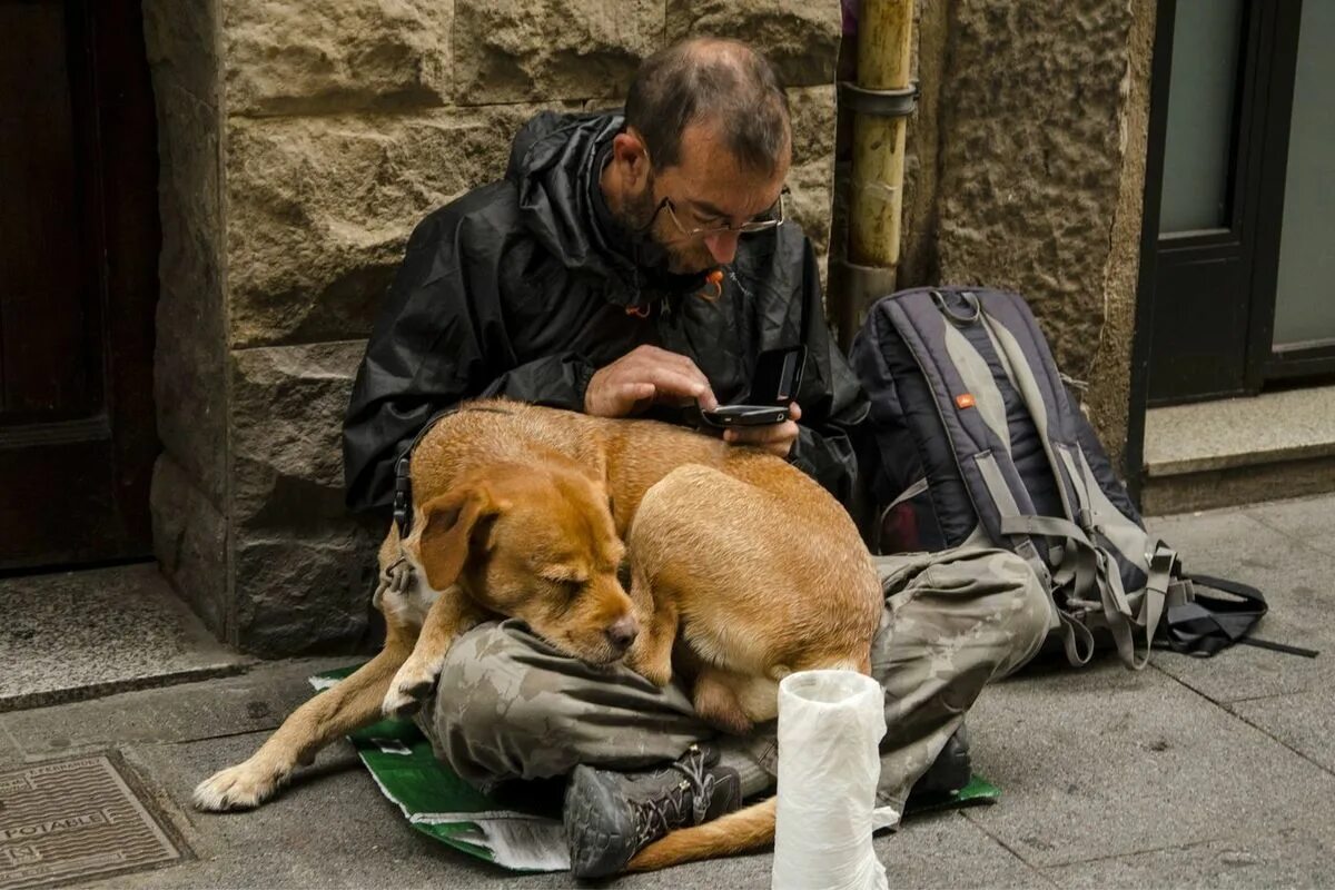 Пр зреть бездомного. Бездомные собаки. Бездомные животные и человек. Попрошайки с животными.