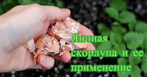 Яичная скорлупа как удобрение как применять