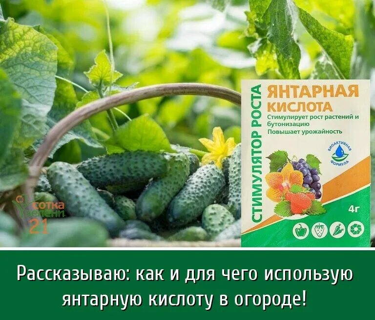 Янтарная кислота для огурцов и томатов. Удобрение янтарная кислота 10 гр. Можно поливать птичьим пометом помидоры. Подкормка клубники борной кислотой. Подкормка помидор янтарной кислотой.