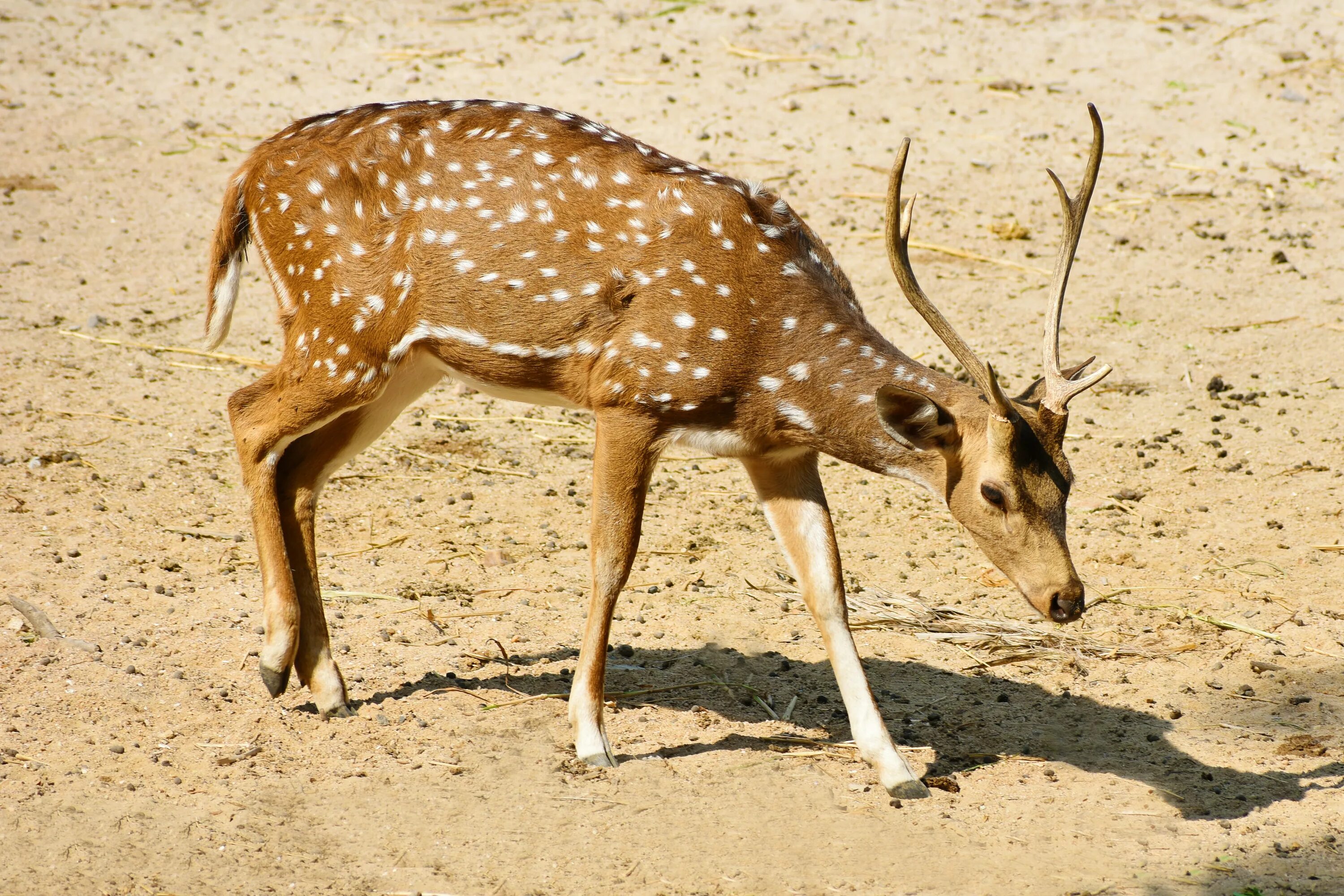 Уссурийский пятнистый олень. Маньчжурский пятнистый олень. Sika Deer. Кавказский пятнистый олень.