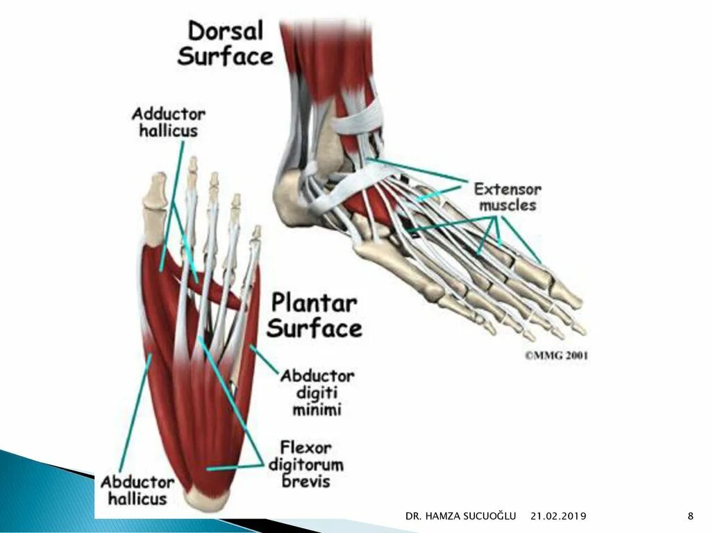 Extensor digitorum нога. Flexor digitorum Brevis мышца. M abductor digiti Minimi стопы. Мышцы стопы анатомия.