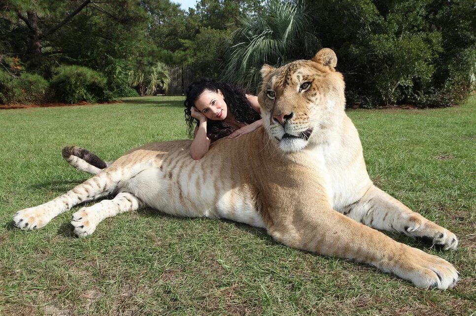 Liger uzbek tilida. Лигр и ТИГОН. Тигролев Геркулес. Лигр,ТИГОН,леопон. Лигр гибрид.